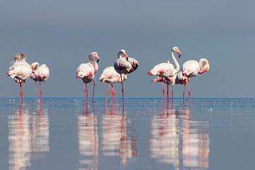 Wild african birds. Group birds of pink african flamingos  walking around the blue lagoon on a day