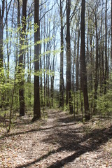 Forest coming back to life