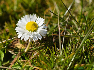 daisy in the grass in the sunshine