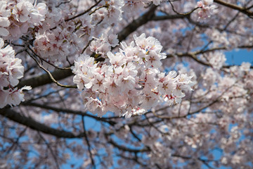 北陸　満開のソメイヨシノ
