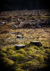 A spring deforestation site with trees cut down and a dark forest in the background