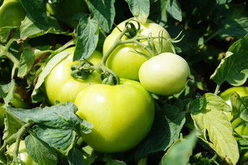 Close up on fresh green tomatoes in the farm field