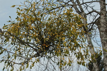 Branches de gui