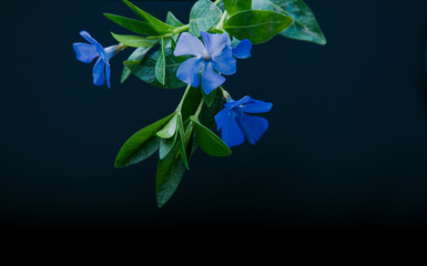 
flower on a black blue background with blue petals