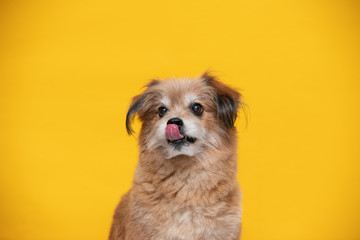 Mix breed happy dog smile and cheerful on yellow background ready to summer,Happiness dog Concept