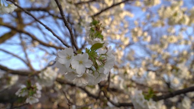 Lovely Sakura tree with white blooms - medium shot (zoom-out) 