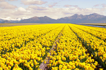Blooming yellow daffodil or narcissus fields valley with snowy mountains at the bakground. Spring flowers background.