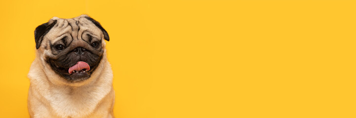 Banner adorable dog pug breed making happy face standing on yellow background,Happy dog smile ready to summer,Pug Purebred Dog Concept