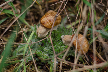 snail on a leaf