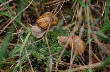 snail on a green leaves