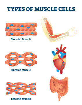 Types of muscle cells vector illustration. Labeled soft tissues explanation