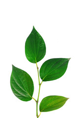 green betel leaf isolated on white background