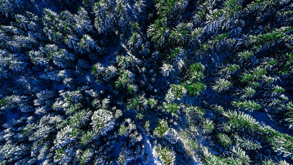 Coniferous pine forest mountain Carpathian mountains aerial photography snow.