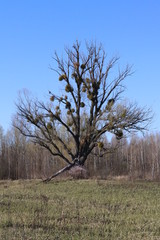 
Lonely ancient tree in a steppe with mistletoe.