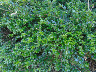 Feuilles de printemps, buissons, vert