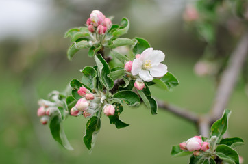 apple tree blossom