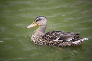 Canard de rouen