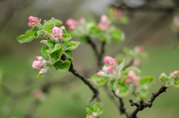 apple tree blossom