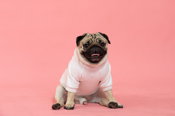 Happy Dog smile on pink background,Cute Puppy pug breed happiness on sweet color,Purebred Dog...