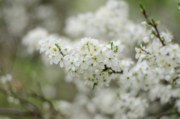cherry blossom in spring