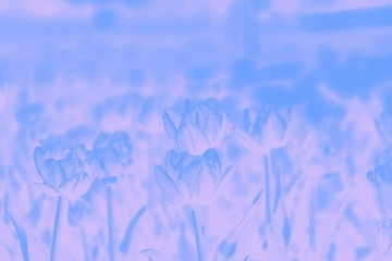 Obraz na płótnie Canvas Pink blue gradient abstract background. Pastel. Tulips flowers pattern