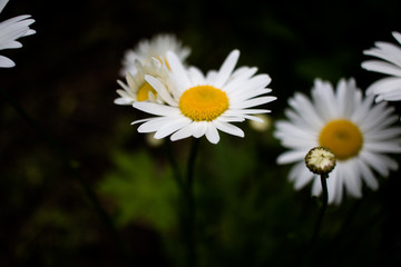 white daisy flower