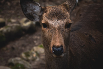 deer in the forest