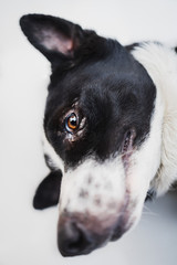 Asian black and white dog.