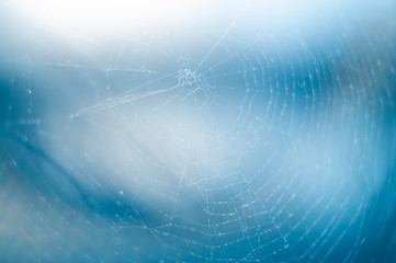 abstract (defocused, blurred) natural floral background with beautiful bokeh. spring (summer) picture