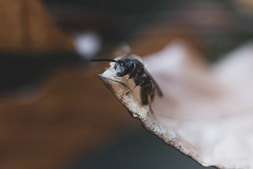 Macrophotography of a bee in the middle of forest during spring. Black and white close up photography of a bee. France,2020
