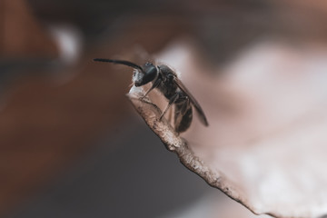 Macrophotography of a bee in the middle of forest during spring. Black and white close up photography of a bee. France,2020
