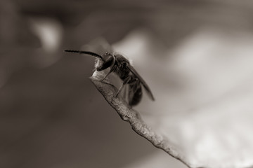 Macrophotography of a bee in the middle of forest during spring. Black and white close up photography of a bee. France,2020