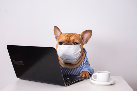 dog french bulldog works at a laptop in a medical mask