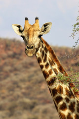 beautiful giraffe head - Namibia Africa 
