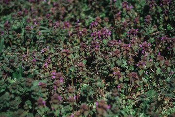 lilac small flowers in the grass, grass background