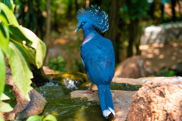 Unusual Crowned Pigeon in a green park. beauty of nature. Bird watching