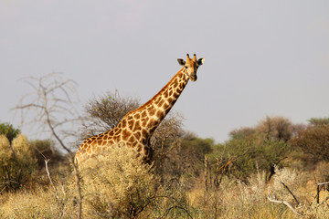 beautiful giraffe head - Namibia Africa 