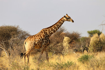 Naklejka na ściany i meble beautiful giraffe head - Namibia Africa 