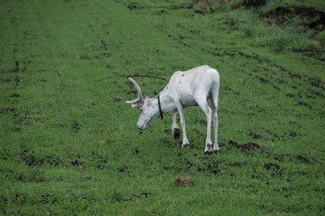 Fototapeta premium rentier