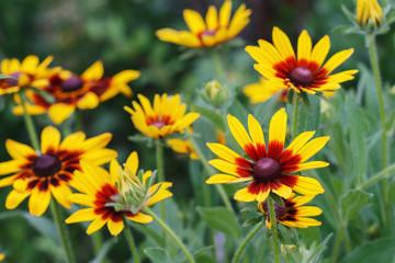 Flowering rudbeckia in the meadow.
Floral background. 