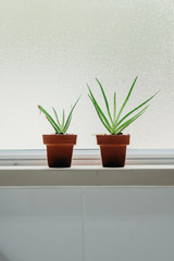 Aloe vera plants in bathroom. Background with free space.