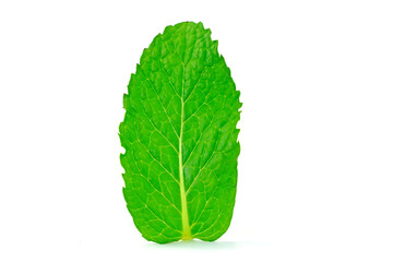 Peppermint leaf isolate on white background.