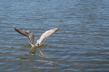 Illuminated by a sunlight seagull with white plumage and brown tints on the tips of its feathers spreads its wings to take off from the smooth, calm surface of a blue sea covered with small ripples