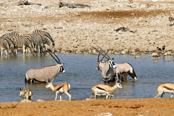 Naklejka premium Gemsbok (Oryx gazella) at the waterhole - Namibia Africa 