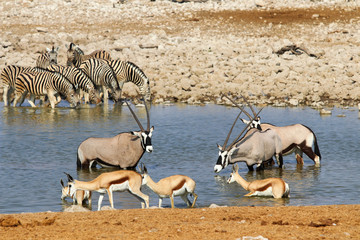 Gemsbok (Oryx gazella) at the waterhole - Namibia Africa 