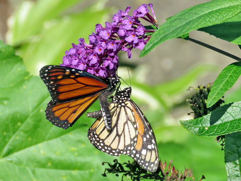 Toronto High Park two Monarch butterflies on a buddleja flower 2018