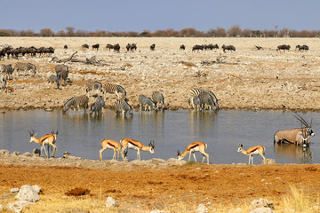 Gemsbok (Oryx gazella) at the waterhole - Namibia Africa 