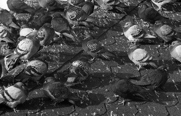 Gołębie (pigeons)