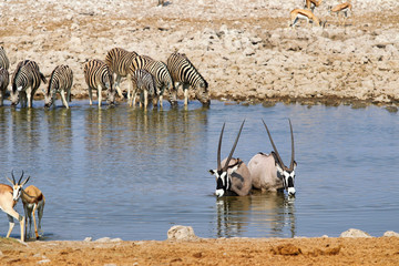 Gemsbok (Oryx gazella) at the waterhole - Namibia Africa 
