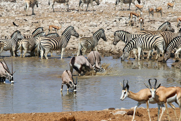 Obraz na płótnie Canvas Gemsbok (Oryx gazella) at the waterhole - Namibia Africa 